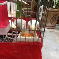 عروس هلندی جفت مولد