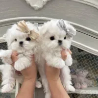 مالتیز جیبی