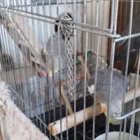 جفت عروس هلندی|پرنده|بابلسر, |دیوار