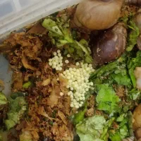 حلزون مولد تخم گذاری