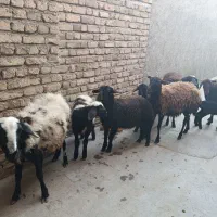 گوسفند