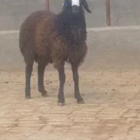 بره قوچ خالص شال