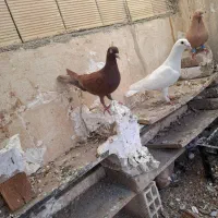 کبوتر سرخ پلاکی المانی