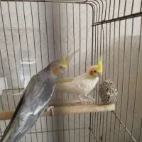 عروس هلندی نرو ماده جفت|پرنده|تهران, اوقاف|دیوار