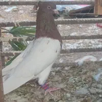 9تا کفتر گلچین 6تا نر ستا ماده دونه ای 600مفت|پرنده|بم, |دیوار
