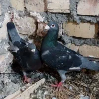 کفتر