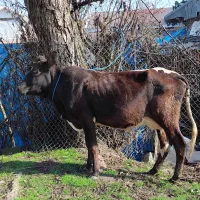 گاو.گاوچالوسی.گاوحامله