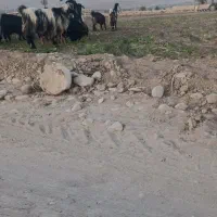 بز درج یک|حیوانات مزرعه|فسا, |دیوار