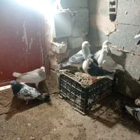 کفترپرشی|پرنده|اسفراین, |دیوار