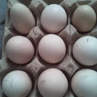 تخم مرغ خانگی