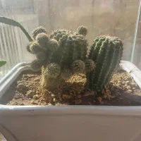 گل طبیعی|گل و گیاه طبیعی|قزوین, |دیوار