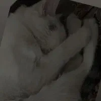 واگذاری گربه|گربه|یاسوج, |دیوار