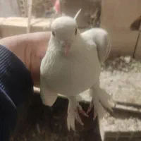 کفتر|پرنده|یامچی, |دیوار