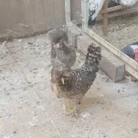 مرغ و خروس لهستانی