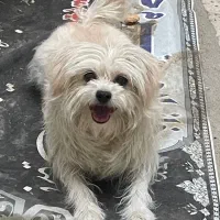 واگذاری دوقلاده سگ خانگی|سگ|اراک, |دیوار