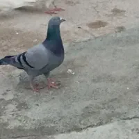 یه سبز با یه ابلغ کوهی|پرنده|کوهمره, |دیوار