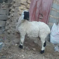 گوسفند مری اصل