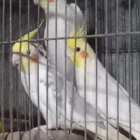 عروس هلندی
