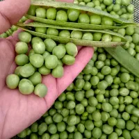 نخودفرنگی وباقالی سبزتازه حریره سیر