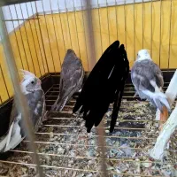 جوجه عروس هلندی
