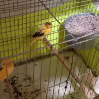 فروش قناری و سره