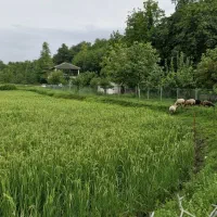سرایدار برای نگهداری تقریب 10 راس گاو و ویلای|استخدام سرایداری و نظافت|نور, |دیوار