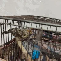 قناری|پرنده|فشاپویه, |دیوار