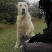 سگ آلابای عالی