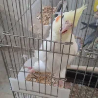جوجه دونخور راهب، عروس