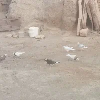 ۱۴  عدد کبوتر|پرنده|شنبه و طسوج, |دیوار