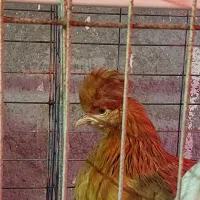 فروش کود مرغ محلی بدون خاک اره