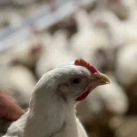 کارگر مرغداری۱۰۰۰۰