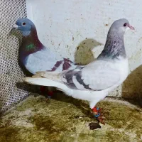 بدرنگ ماده قوره ایی نر