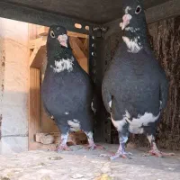 نروماده پلنگ عتیقه