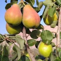 گلابی اسپادانا درشت و ابدار و بسیار بادوام (کلات)