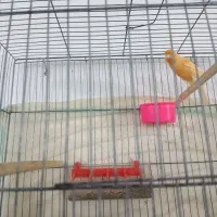 قناری نر مست