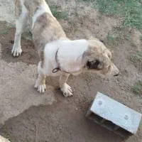 سگ اصیل الابای2ساله