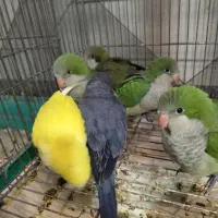 جشنواره داغ تخفیفات پاییزه طوطی راهب
