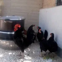 پنج مرغ یک عدد خروس