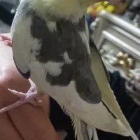 فروش عروس هلندی ابلق