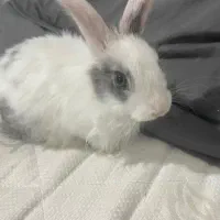 واگذاری سرپرستی بچه خرگوش