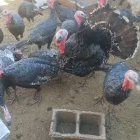 بوقلمون برنزه تعداد31عدد