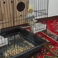 عروس هلندی|پرنده|اهواز, گلستان|دیوار