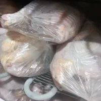 جوجه خروس