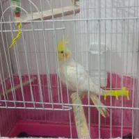 عروس هلندی