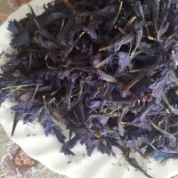 گل گاو زبان