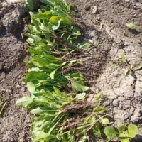 فروش نشاه چغندر  به صورت عمده