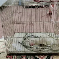 قفسه پرنده