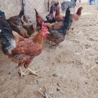 خروس و مرغ