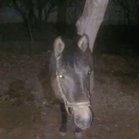 کره اسب ۸ماهه رام شده واهلی